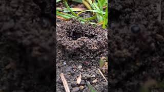 Following A Special Ant Home (Part 2)