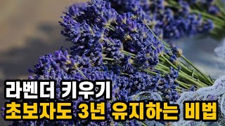 “라벤더 키우기 완전 정복｜햇빛·흙·전정·겨울나기까지 향기 가득 정원 만드는 법”