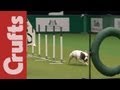 East Anglian Staffordshire Bull Terrier Display Team - Crufts 2012