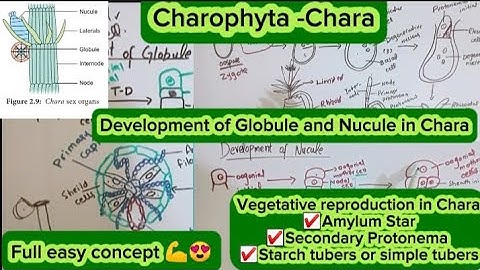 Charophyta|Chara|Globule and Nucule development in chara|Reproduction|General characteristics.