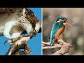 Nikon d500 vs canon 7d2  which camera is better for bird  wildlife photography in 2023