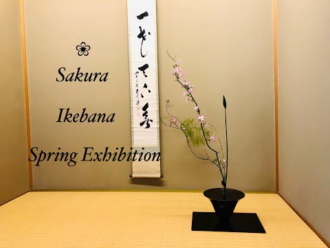 Video: Japanese Sophora - A Healer From Your Garden