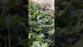 Mado Kado In Valuable Work