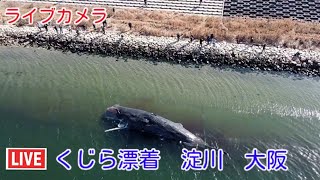 ライブカメラ　クジラ　淀川　大阪