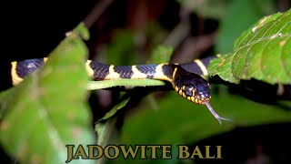 INDONEZJA SPECIAL CZ.1 - Szukam dzikości na Bali (pająki,żaby, węże, małpy)
