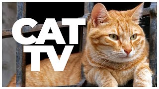 CAT TV | 10 Hours of Birds & Relaxing Cat Music | Ultimate Entertainment & Relaxation for Cats
