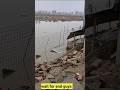 Duck Eggs Harvest | Duck Farming | Village farming|Farming #shorts #duck #farming #food