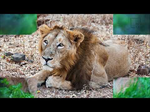 Video: Asian lion: description, photo