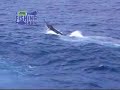 thefishingshow GIANT BLACK MARLIN ATTACKED BY MONS