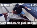 Giant black marlin attacked by monster sharks  ultimatefishingtv