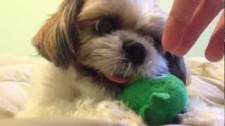 Angry Shih Tzu