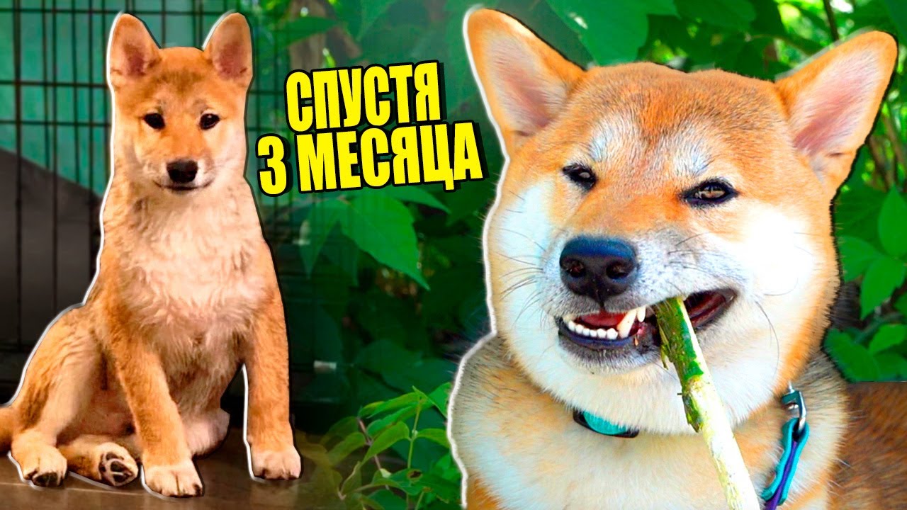 МОЯ СОБАКА СПУСТЯ ТРИ МЕСЯЦА! - YouTube