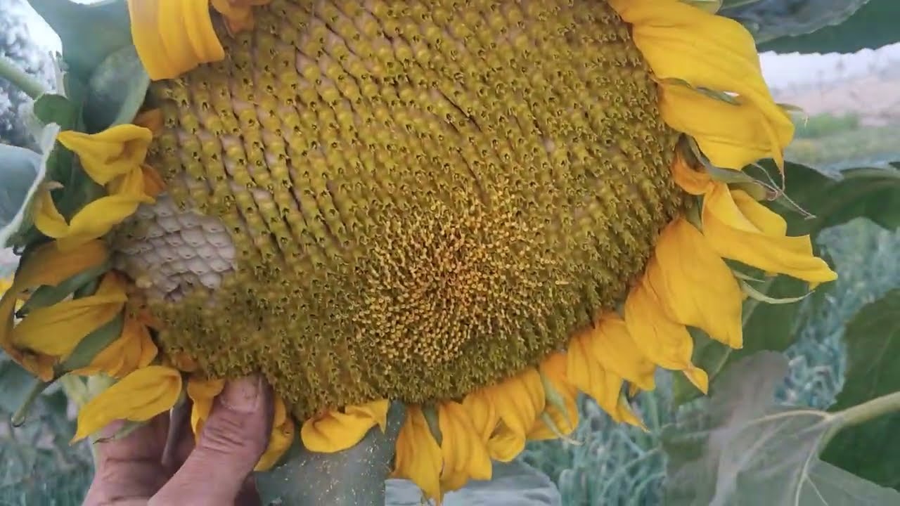 معلومات مفيدة جدا عن فوائد لب دوار الشمس ' مفاجآت علمية هتغير رأيك