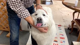 サプリ、おやつ、散歩...お決まりのルーティーン　Great Pyrenees　グレートピレニーズ
