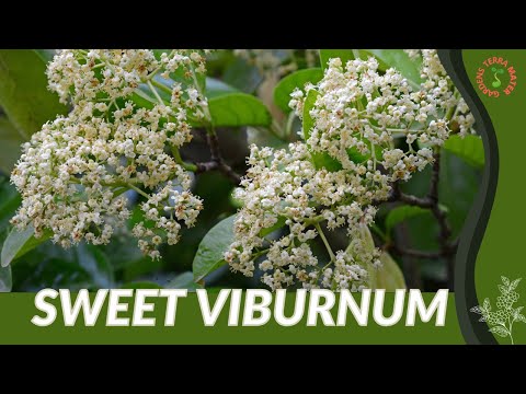 Video: Viburnum Odoratissimumni qanday davolash mumkin?