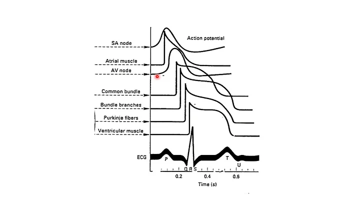 Unit 2 - Cardiology Part 4