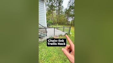 Chain-link Fence Trellis Hack #shorts #gardening #kiwi #trellis #garden #pruning #vining #grow