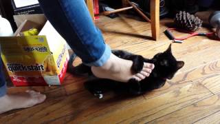Ollie Suffers Cruel De-feet Ollie Suffers Cruel De-feet