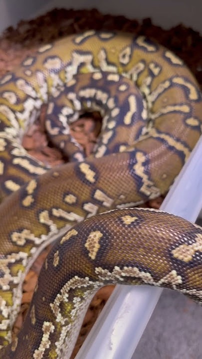 AGF9 Female Angolan Python #Angola #Python #DwarfPython #Beaded #Scales ...