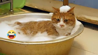 Cats Who Love Baths 🐱💦 It's Not As Rare as You Think! 🛁😺 Coy Billu