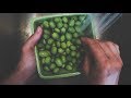 The Tiniest Pickles I've Ever Seen and a Big Morning Harvest  | VLOG | Roots and Refuge Farm