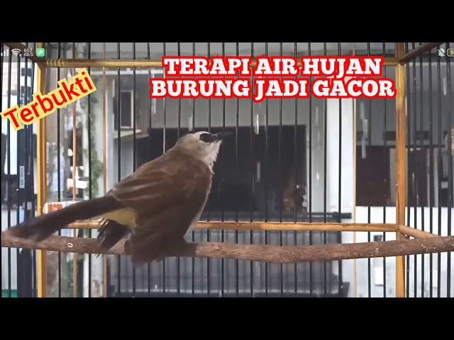 Terbukti... TERAPI AIR HUJAN UNTUK BURUNG TRUCUKAN || kicau pidong class=