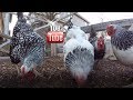 A day in the life of 5280 adventures ep 1  backyard chickens