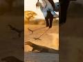 Secretary bird vs lizard #secretarybird #lizard #viral