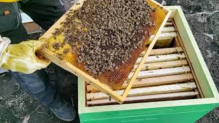 9 Февраля Осмотр пчелиных семей Слабенькой и более Сильной