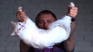 Why A Cat Always Lands On It's Feet | Slow Motion | Experiments