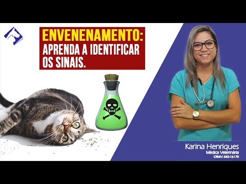 Vídeo: Se O Gato Está Envenenado