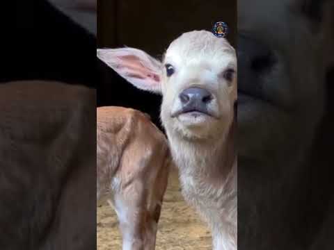 Karavali Vaividhya ಚ ದದ ಕಳ ಚ ದ ಕರ ಗಳ ಮ ದ ಮ ದ ಯಲ ಲ ಗ ಪ ಲ ಕ ಷ ಣನ ಮ ದ ದ ಕ ದಮ ಮಗಳ 