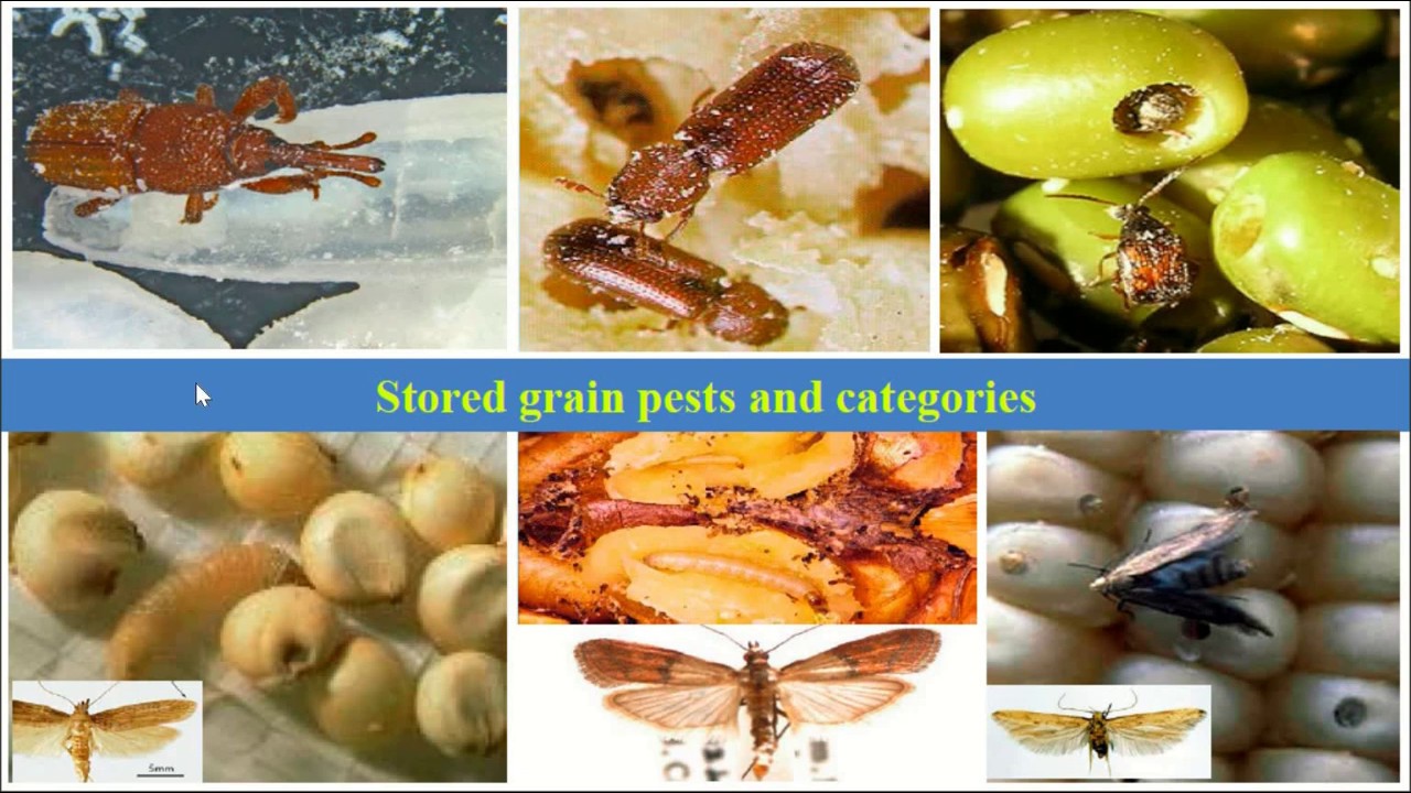 Insects in Stored Food