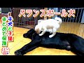 【犬　子犬　子猫】仔犬と子猫と先住犬　ラブラドールで体幹を鍛える子犬