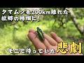 自然薯君のアフターストーリー！タマムシを生まれ故郷の柿畑に帰してきました！