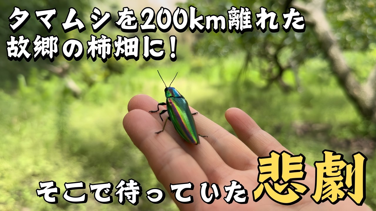 自然薯君のアフターストーリー！タマムシを生まれ故郷の柿畑に帰してきました！