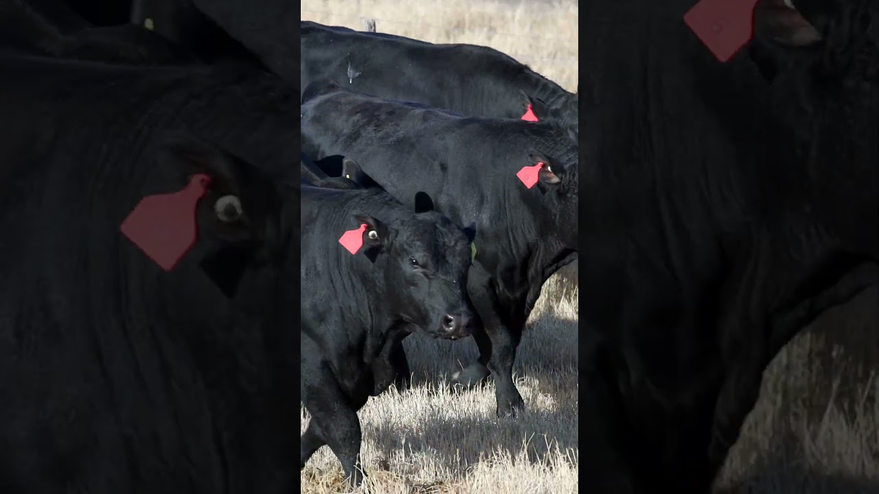 Murdeduke Angus 2026 Autumn Sale | Buyer Feedback