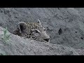 SafariLive Jan 02 -  Leopards Tingana and Thandi and a Hyena!