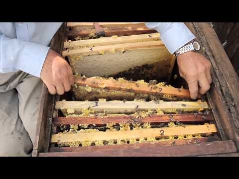 Видео: Продам пчел и маток бакфаст и карника