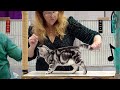 CFA International Show 2019 - American Shorthair Kitten Class Judging の動画、YouTube動画。