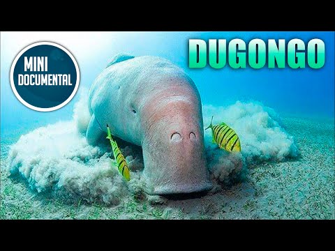 Video: ¿Los dugongos comen pescado?