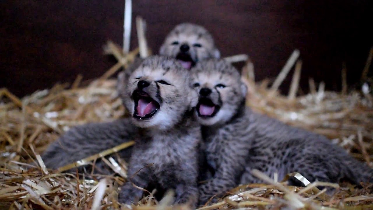 fota 自動車 Four Cheetah Cubs Born at Fota Wildlife Park November 2018