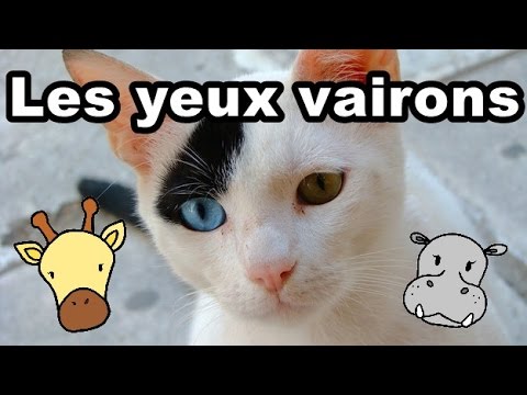 Les yeux vairons! - L&rsquo;instant BIO #2