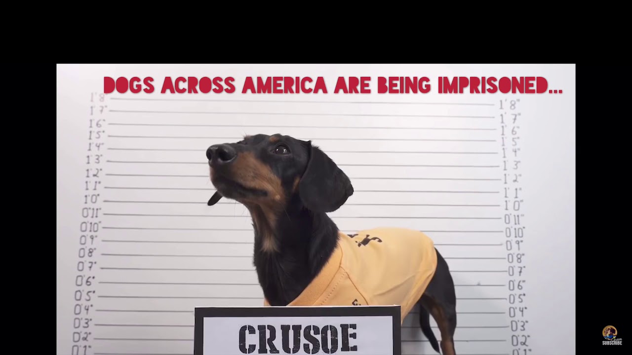 Lucky Dog Commercial YouTube