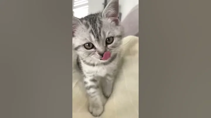 Video 1380341: british kitty, baby british, british hair, love baby cats, cute cat baby love