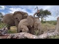 The Special Bond Between Baby Elephant, Khanyisa, Kumbura &amp; Lundi 💖