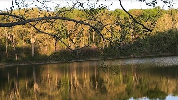 Ecosystems of Kansas Episode 3: The Deciduous Forest Biome (English version)