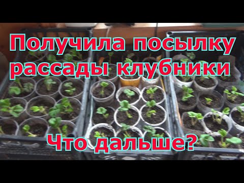 Как сохранить саженцы клубники (садовой земляники) из посылки интернет-магазина до высадки в грунт