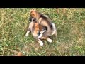 Shikoku Ken Puppies at 8 Weeks の動画、YouTube動画。