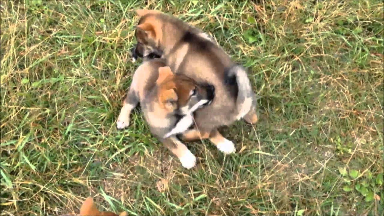 shikoku ken puppies for sale